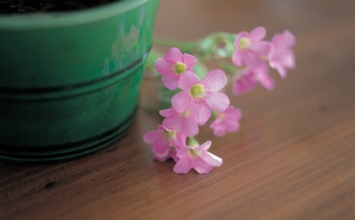 Trong cõi mộng